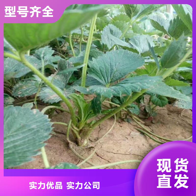 草莓苗【果树苗】质量三包