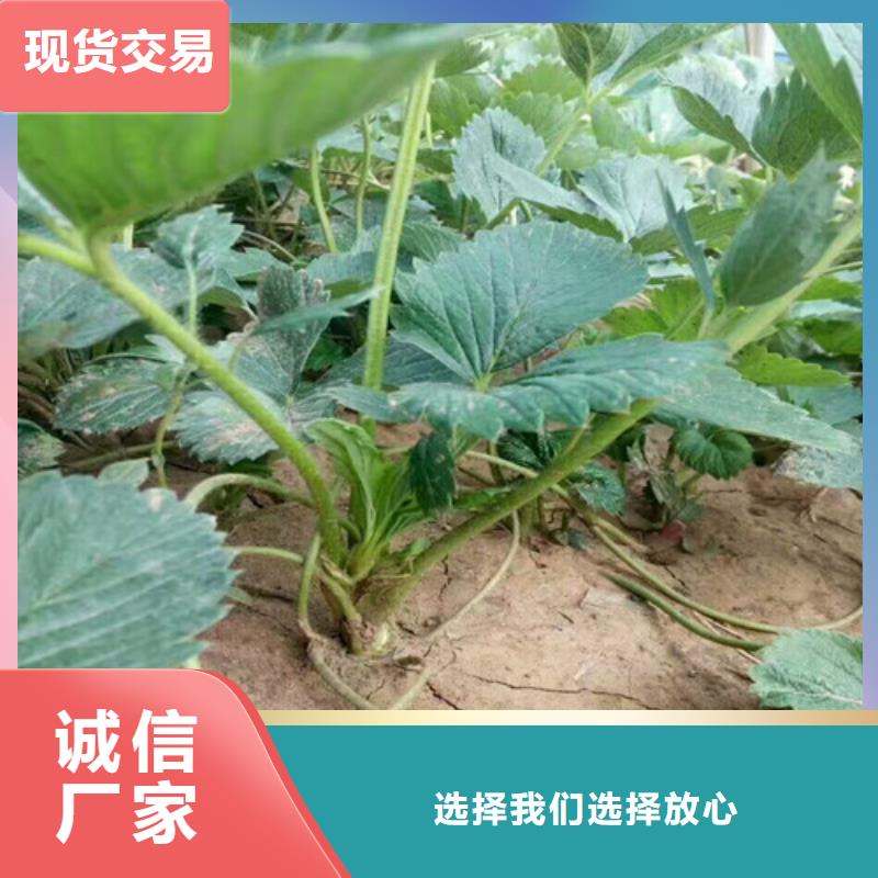 【草莓苗】毛蟠桃树苗基地产品实拍