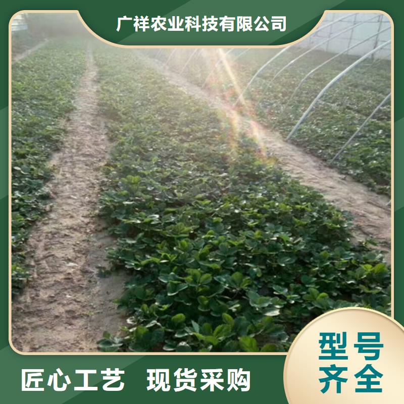 【草莓苗,果树苗工艺层层把关】