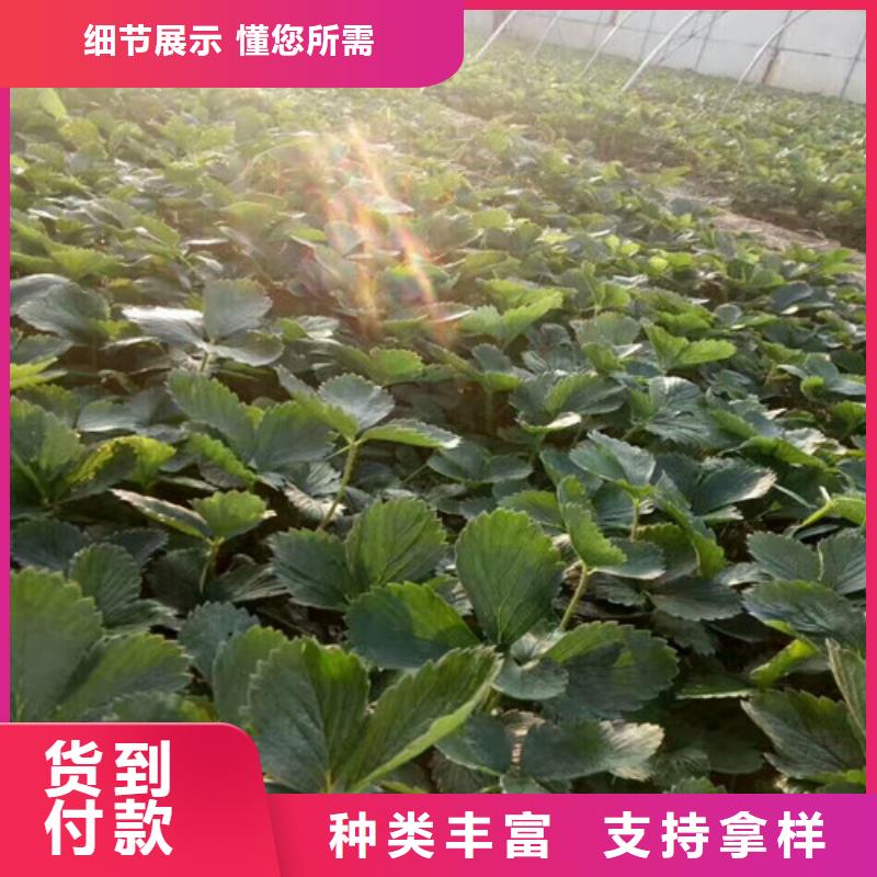 【草莓苗苹果苗源头厂家供应】