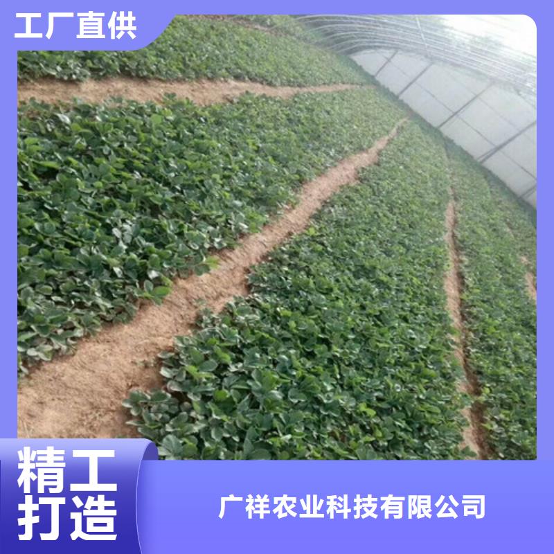 草莓苗,樱桃苗敢与同行比价格