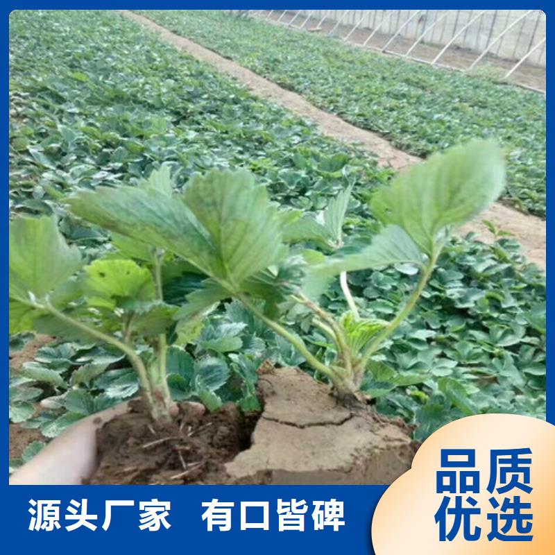 【草莓苗樱桃苗原料层层筛选】