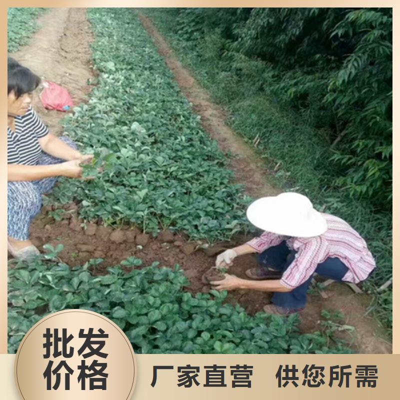 草莓苗 蜂糖李子树苗48小时发货