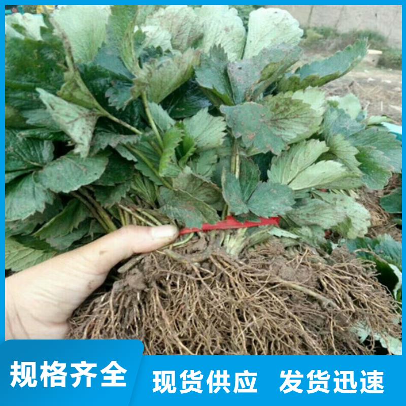 【草莓苗】草莓苗价格海量库存