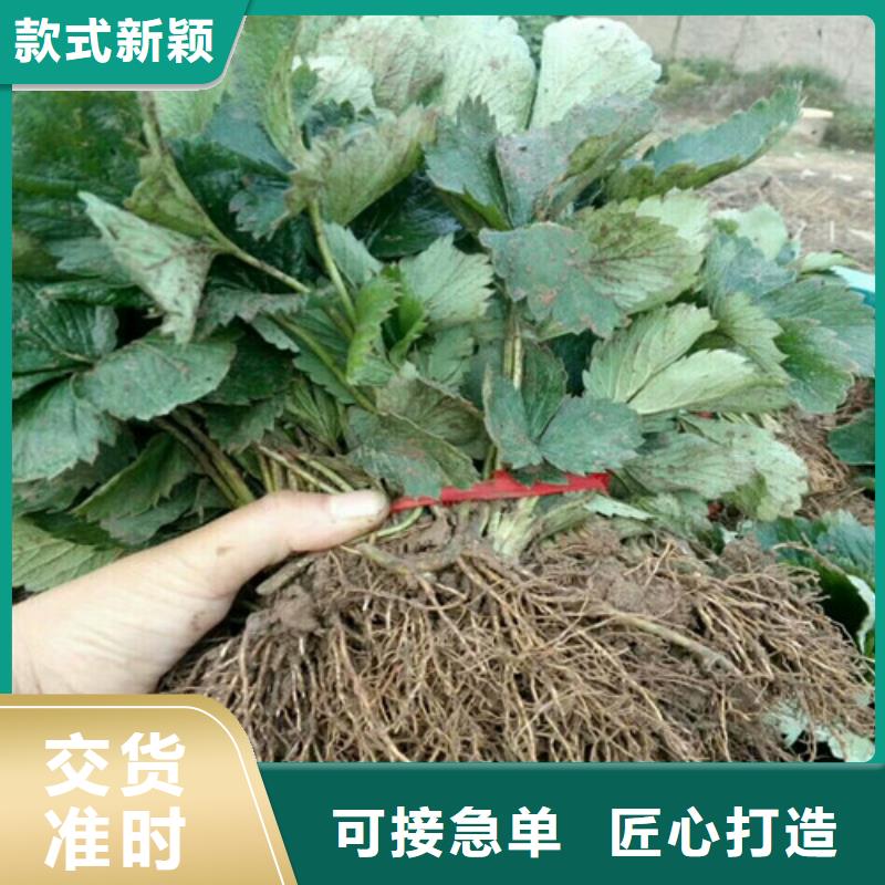 草莓苗桃树苗基地用的放心