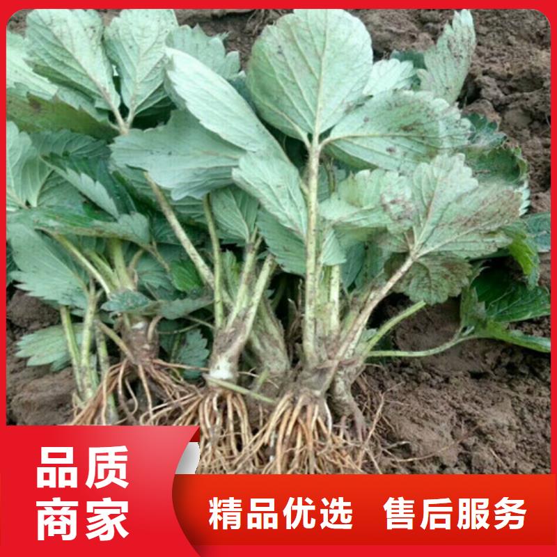 草莓苗_梨树苗基地质量优价格低