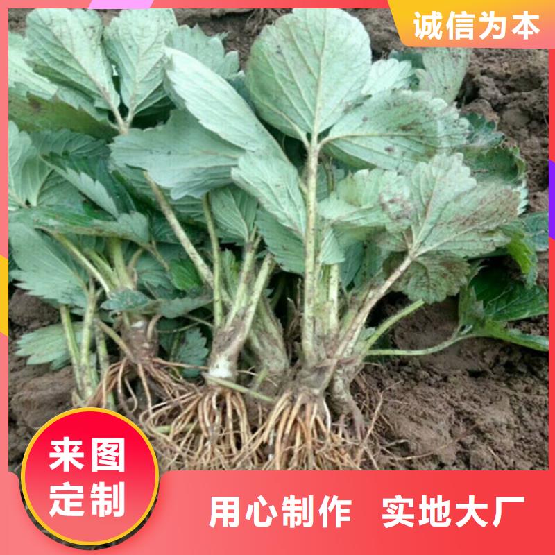 草莓苗 葡萄苗0中间商差价