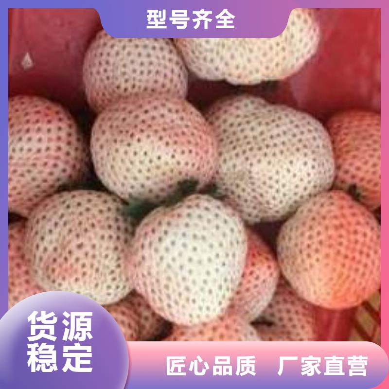 草莓苗_大棚草莓苗源头厂家量大价优