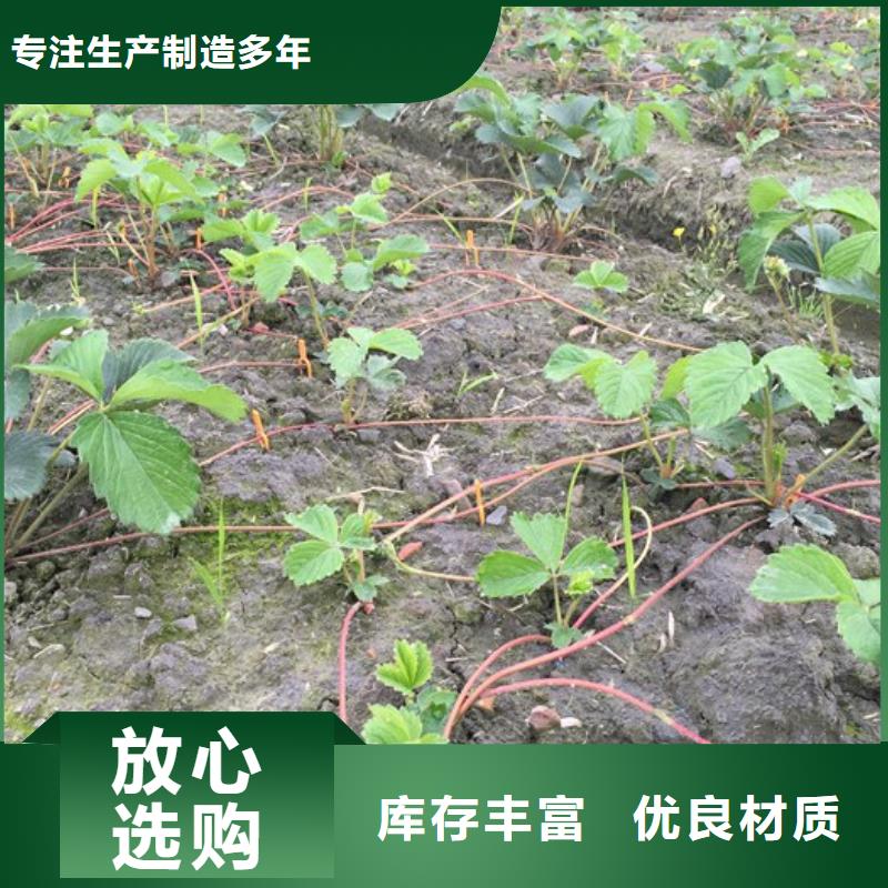 【草莓苗】梨树苗实力厂家直销