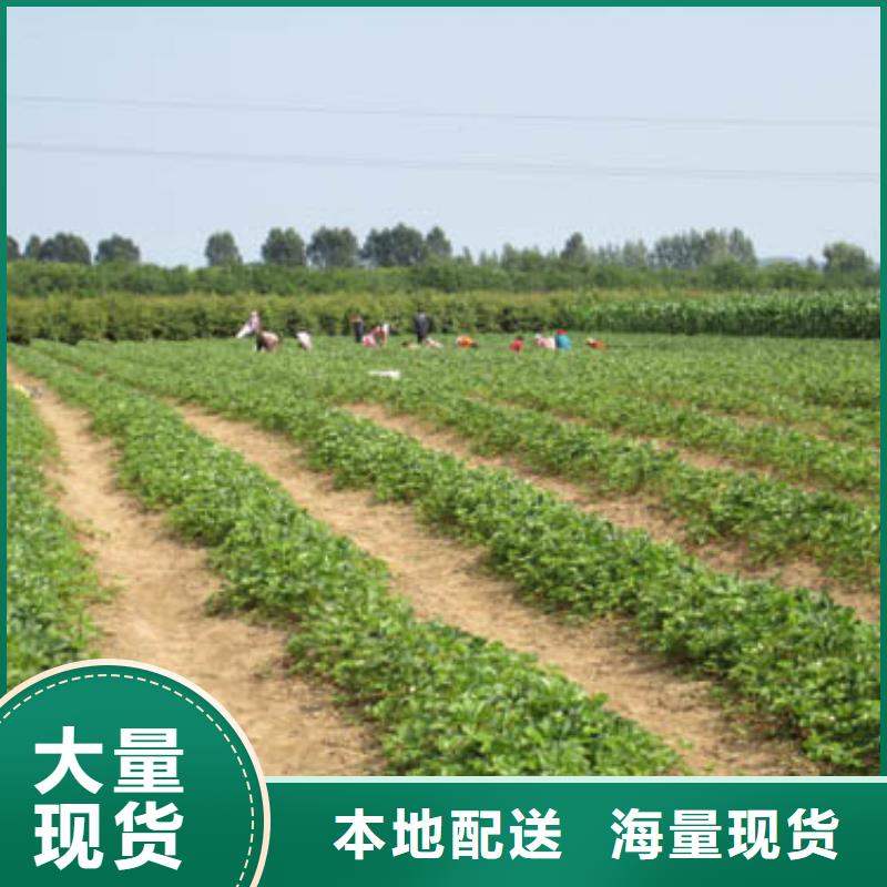 草莓苗【红蜜桃树苗】重信誉厂家