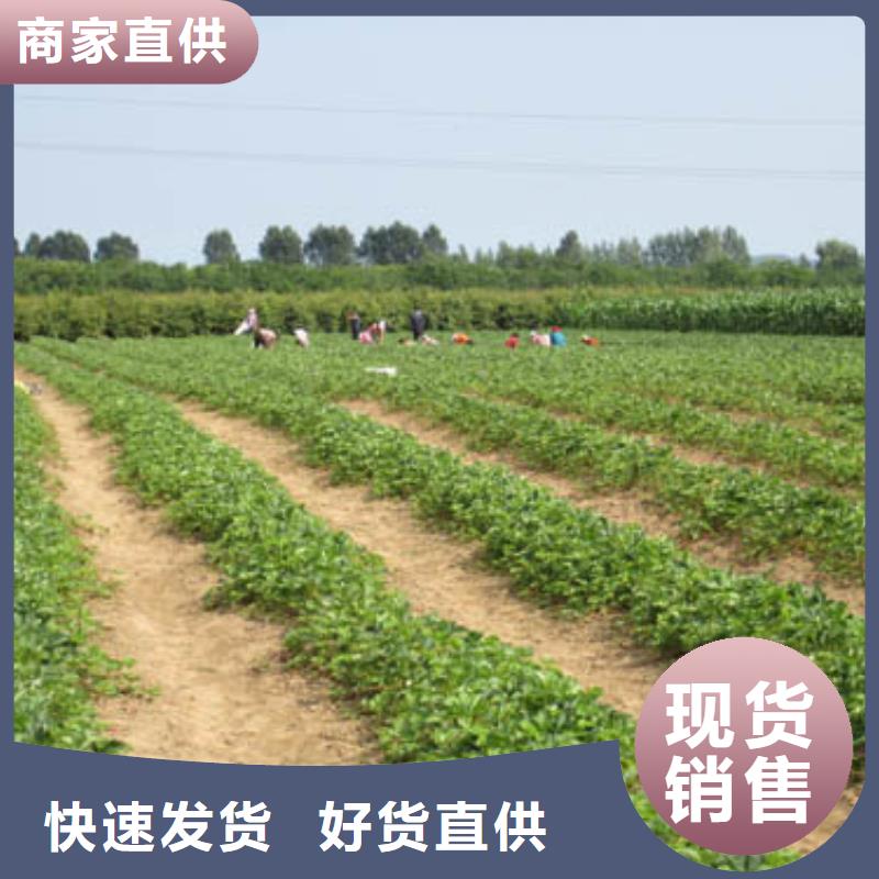 【草莓苗】,桃树苗基地买的放心