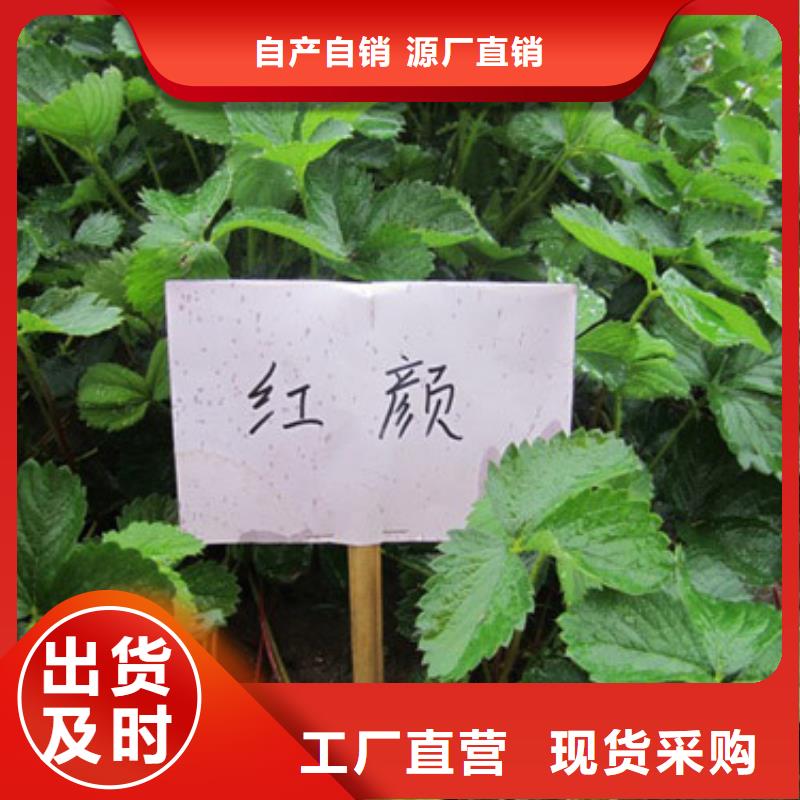 草莓苗【樱桃苗】大量现货