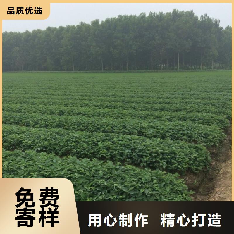 草莓苗 樱桃苗真材实料诚信经营