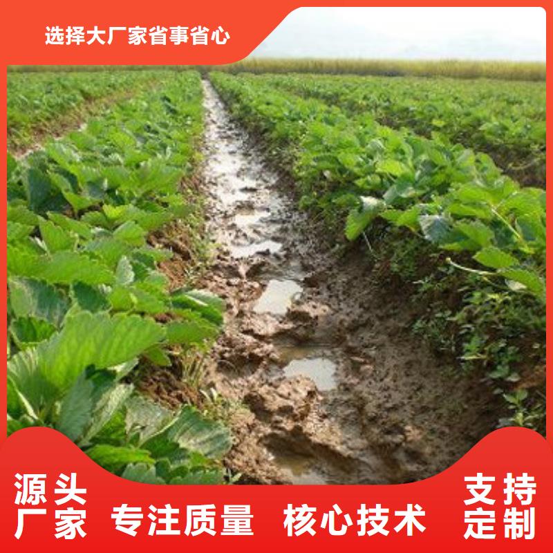 草莓苗果树苗批发基地严格把控质量