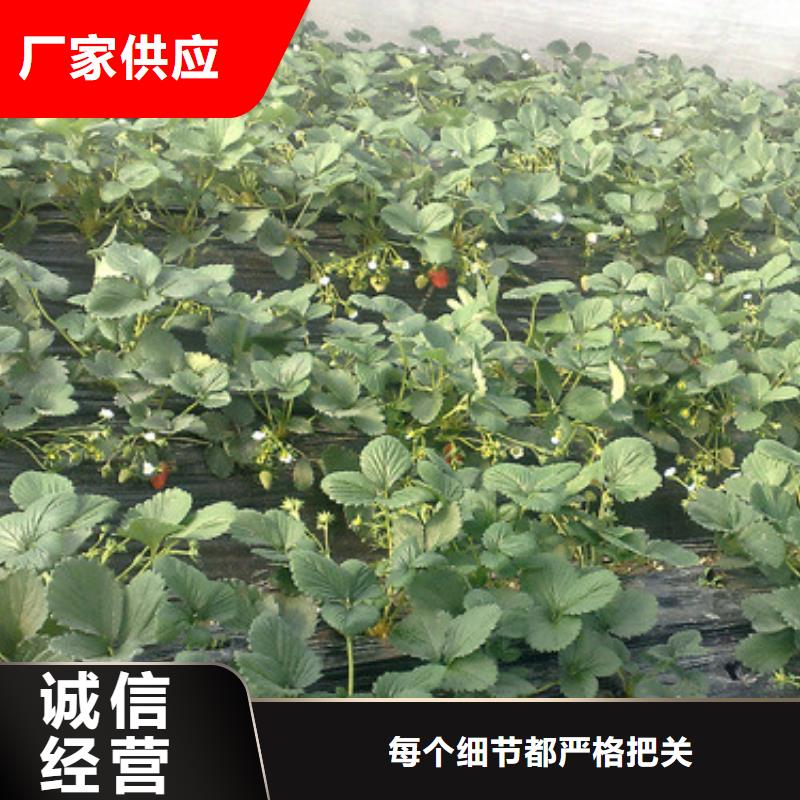 【草莓苗珍珠枣油桃树苗品质有保障】