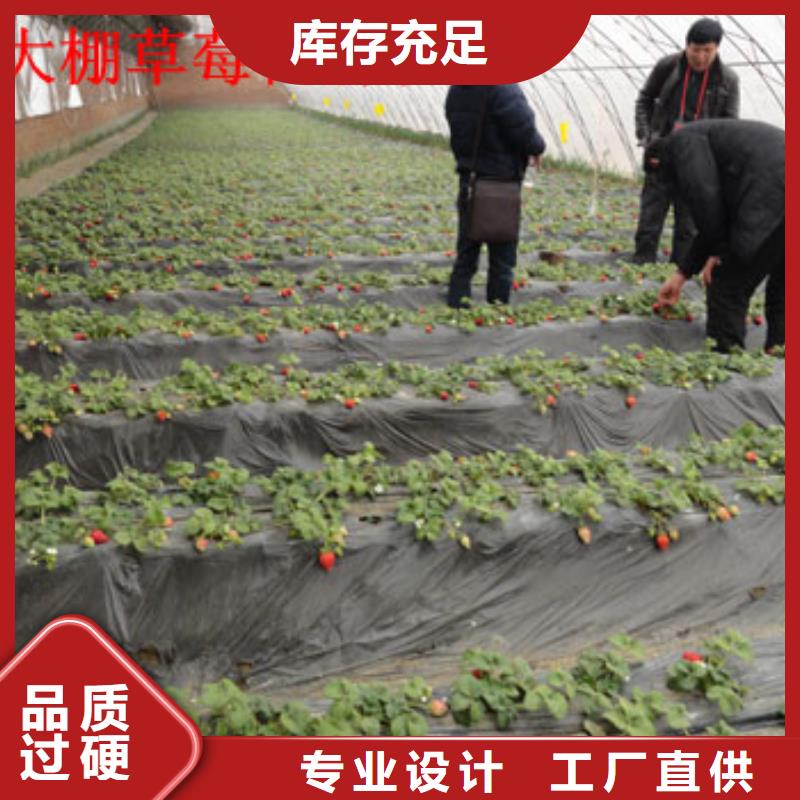 【草莓苗,果树苗工艺层层把关】