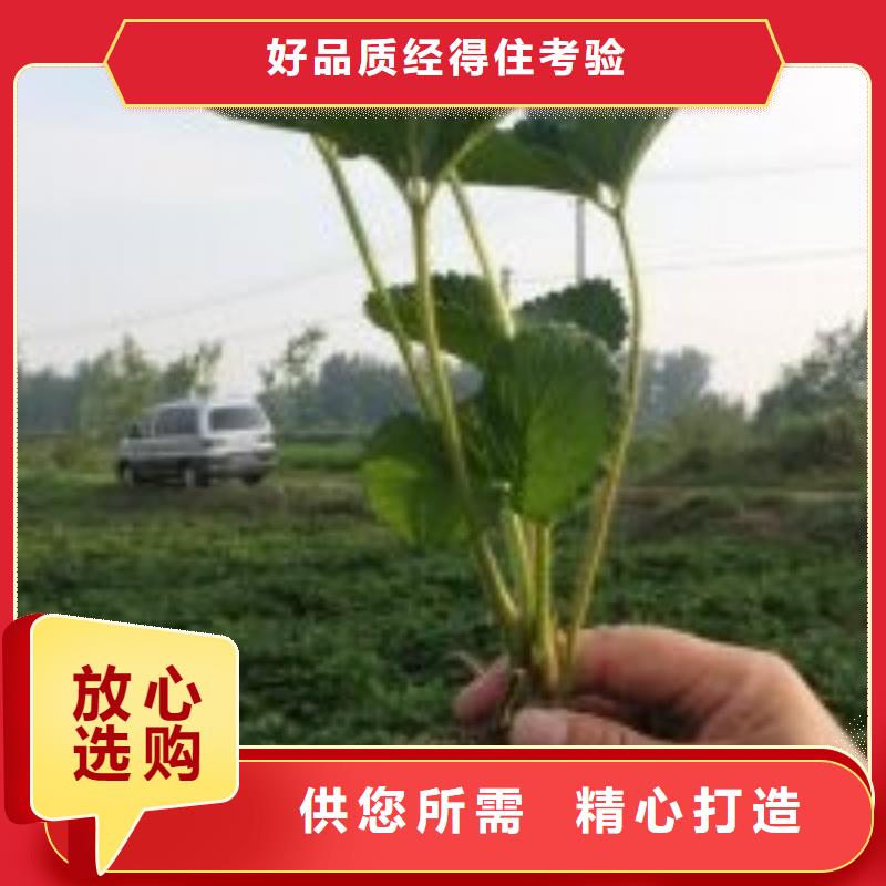 【草莓苗-草莓苗价格精选厂家好货】