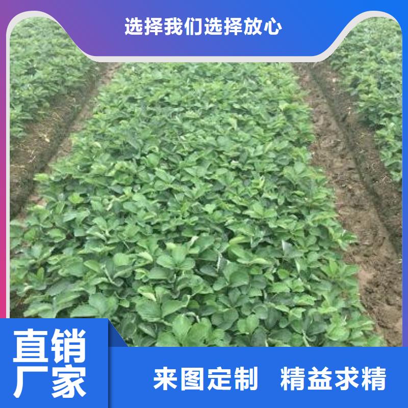 【草莓苗】果树苗批发基地支持大批量采购