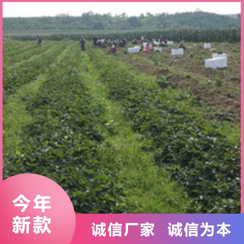 【草莓苗】大棚草莓苗敢与同行比价格