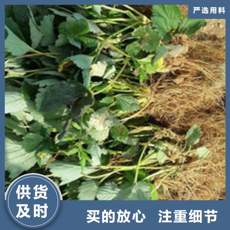 【草莓苗】果树苗批发基地支持大批量采购