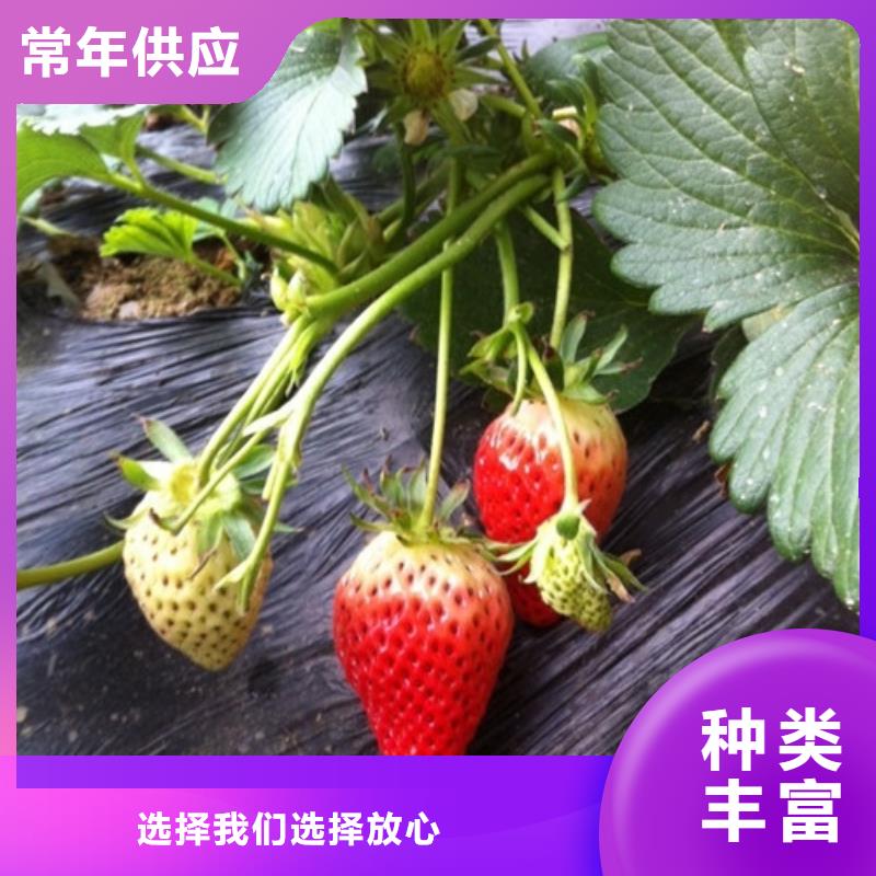 【草莓苗】,樱桃苗现货