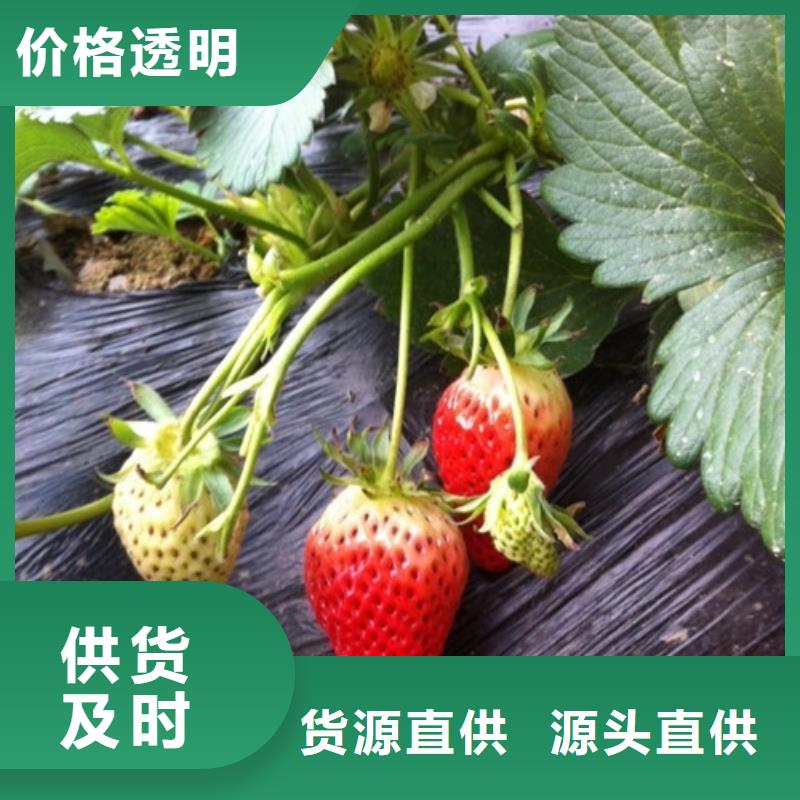 草莓苗果树苗批发基地技术先进