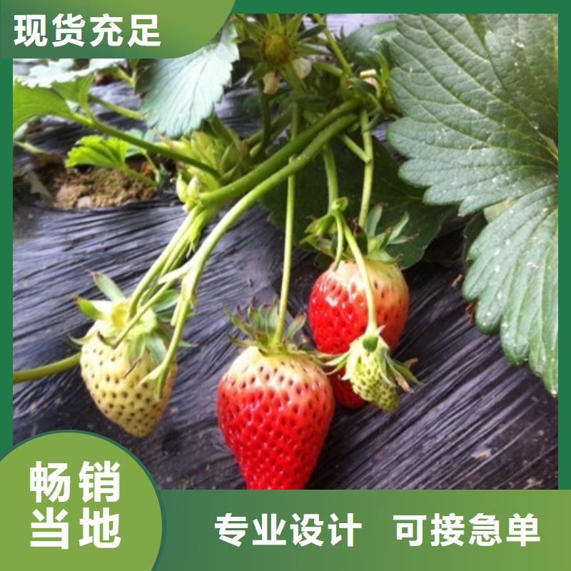 【草莓苗苹果苗源头厂家供应】