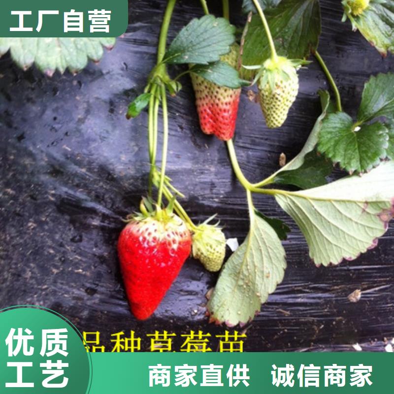 【草莓苗_黄金苹果树苗口碑好实力强】