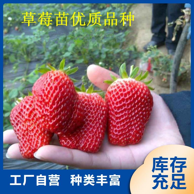 草莓苗 蜂糖李子树苗48小时发货