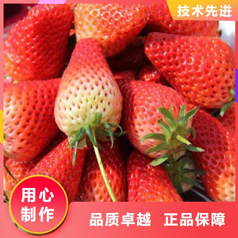 【草莓苗】草莓苗价格品质保障价格合理