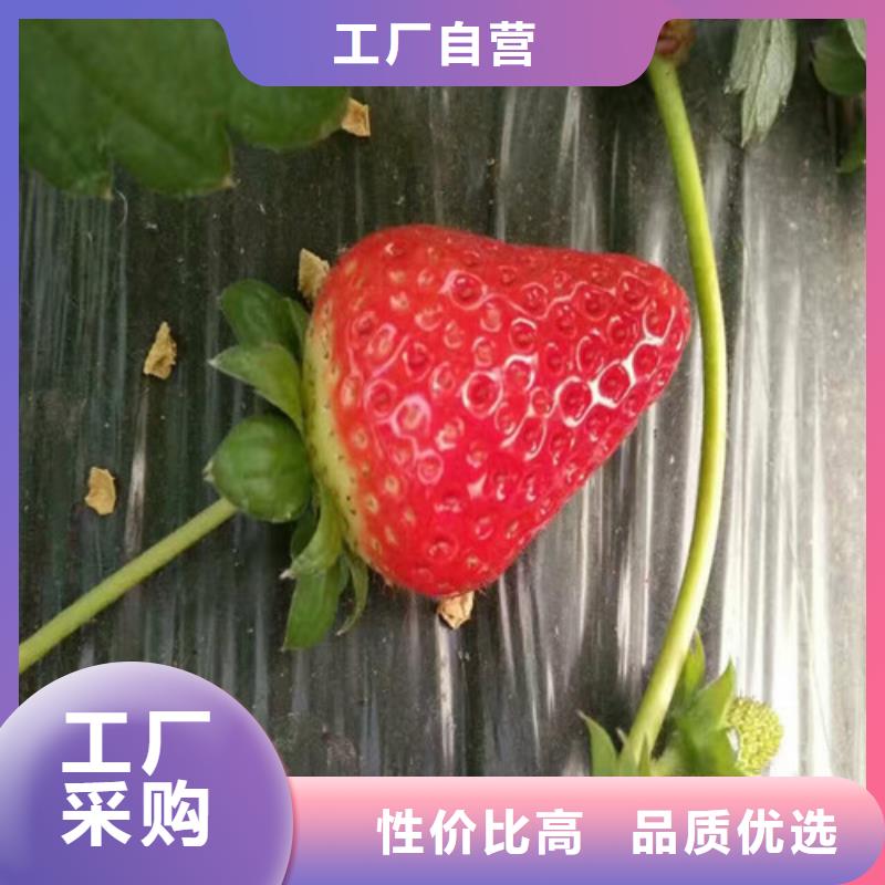 【草莓苗】冬雪蜜桃树苗专业生产N年