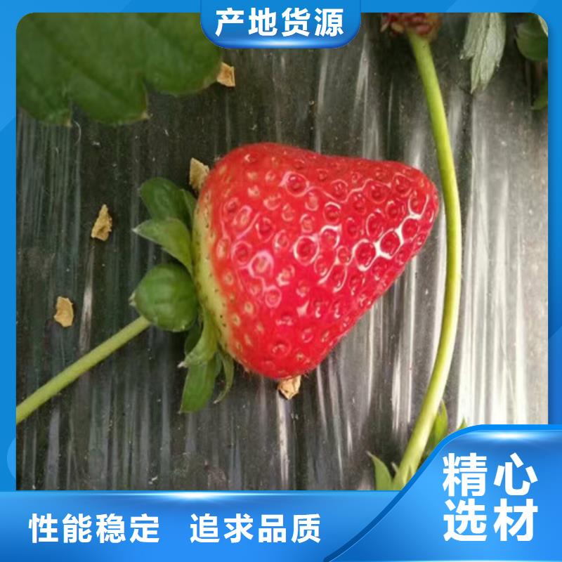 【草莓苗】,黑珍珠草莓苗供应商