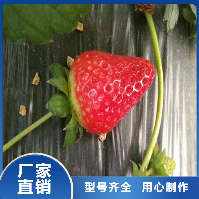 【草莓苗】_红颜草莓优质原料