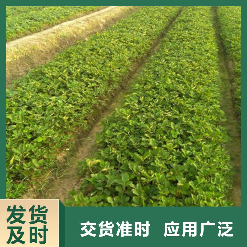 草莓苗-草莓苗价格严格把关质量放心