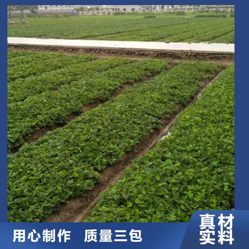 【草莓苗】梨树苗基地实体诚信经营