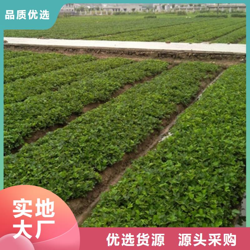 草莓苗果树苗批发基地技术先进