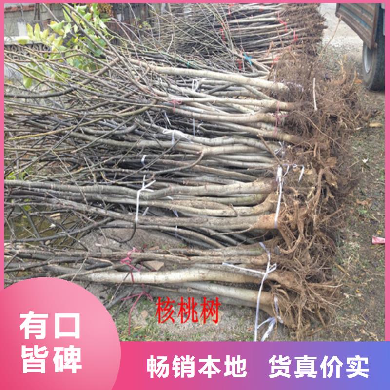 核桃苗樱桃苗基地支持大小批量采购