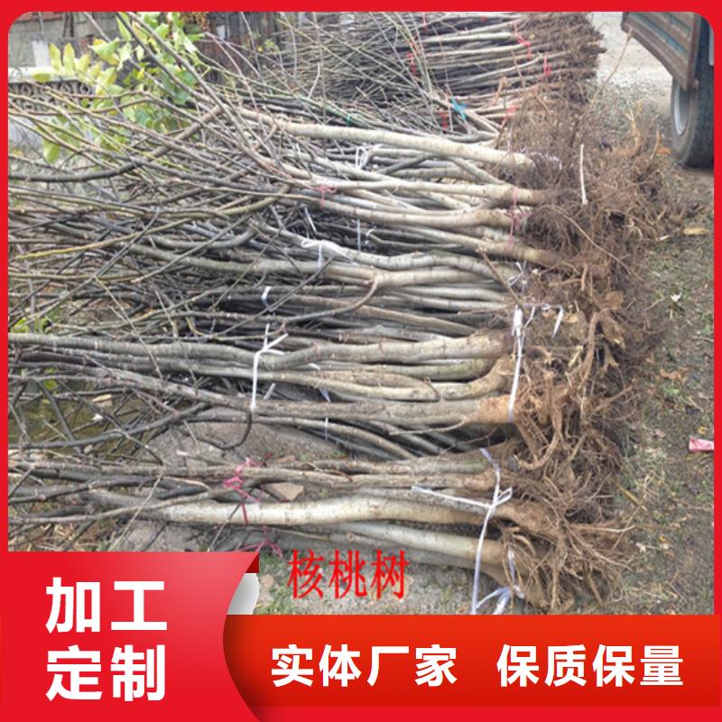 核桃苗_果树苗批发基地好产品价格低