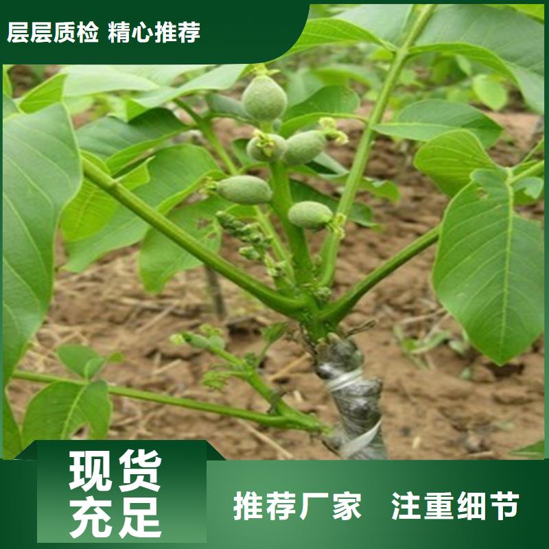 【核桃苗大棚草莓苗实力商家供货稳定】