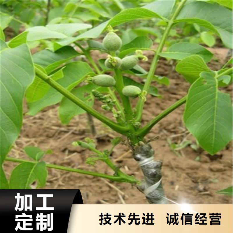 核桃苗柱状梨树苗支持大批量采购