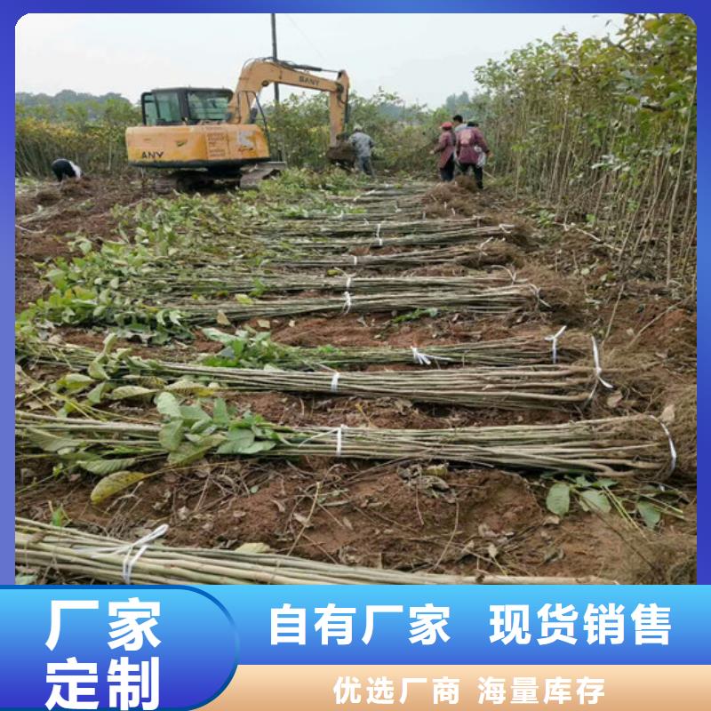 核桃苗梨树苗基地优质原料