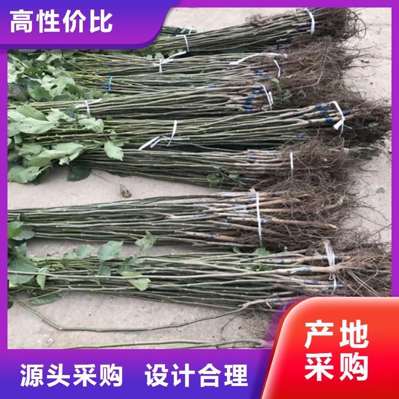 核桃苗苹果苗一站式厂家