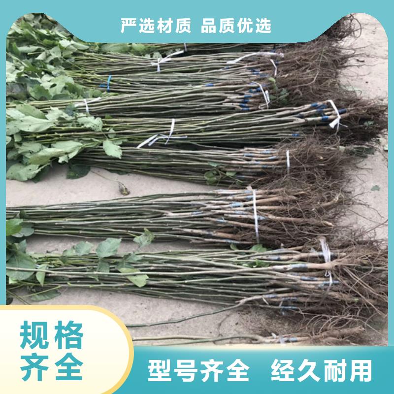 核桃苗天仙醉草莓苗真材实料加工定制