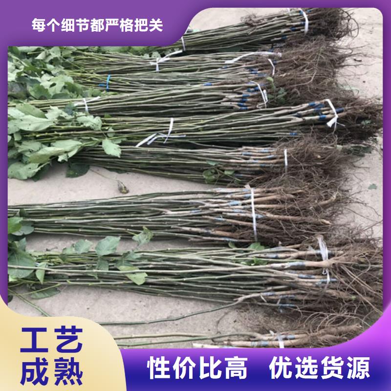 核桃苗无花果树苗根据要求定制