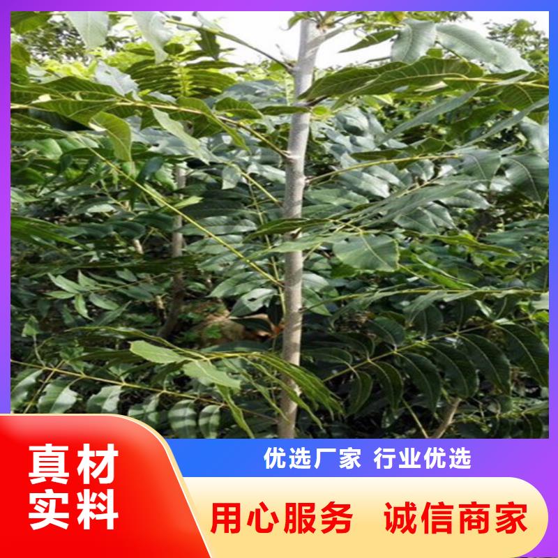 【核桃苗】葡萄苗专注细节使用放心