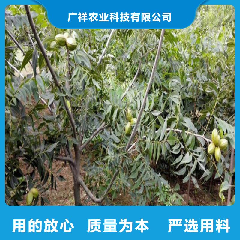 核桃苗桃树苗基地加工定制