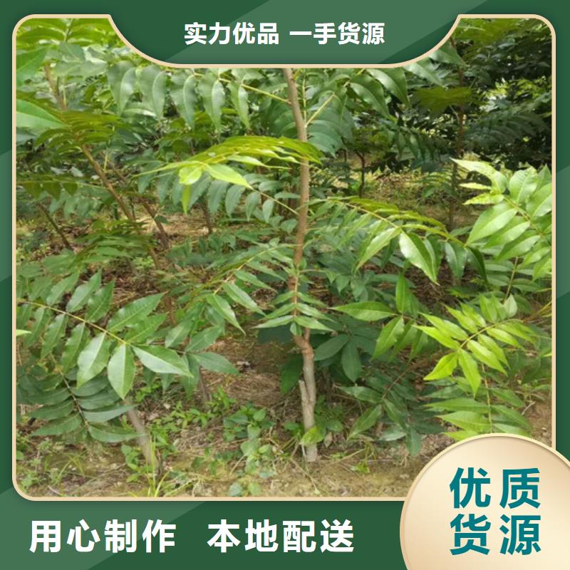 核桃苗柱状梨树苗支持大批量采购