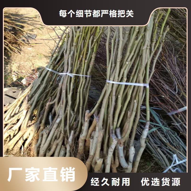 【核桃苗】草莓苗价格现货销售