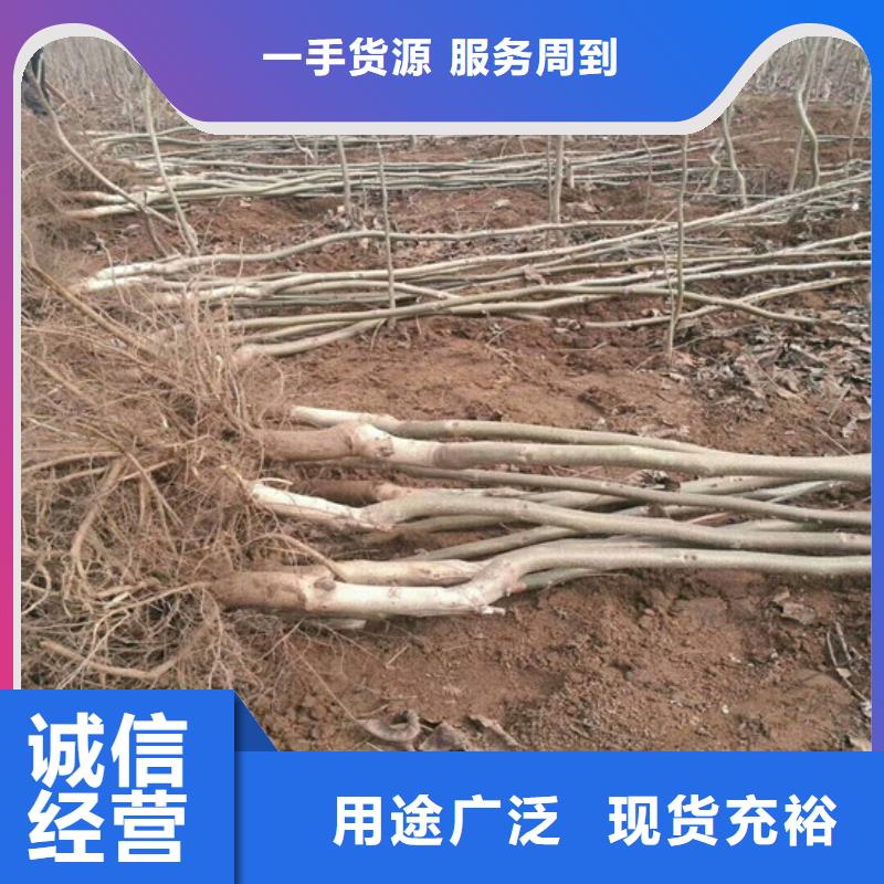 核桃苗果树苗大库存无缺货危机