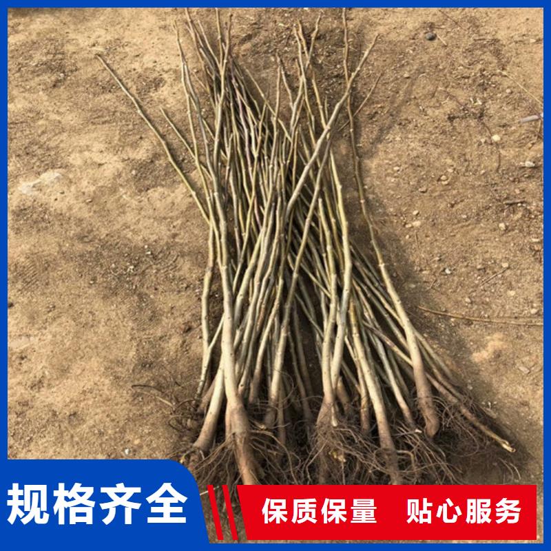 核桃苗-草莓苗价格用好材做好产品